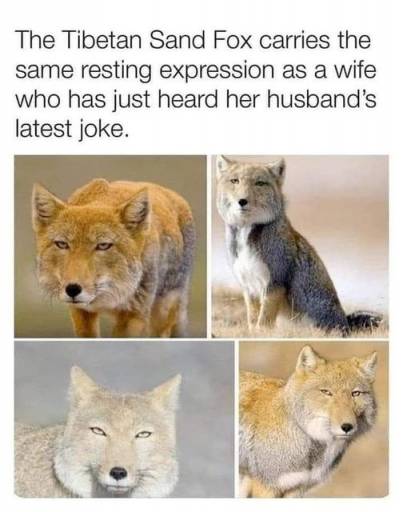 15008