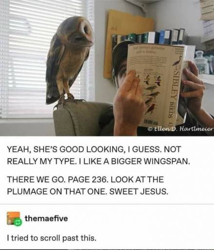 15295