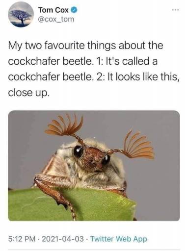 15732