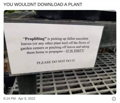 15956