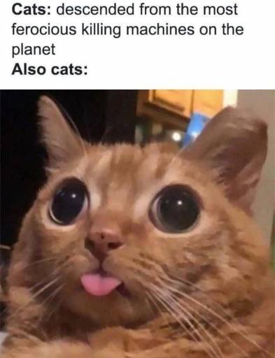 16109