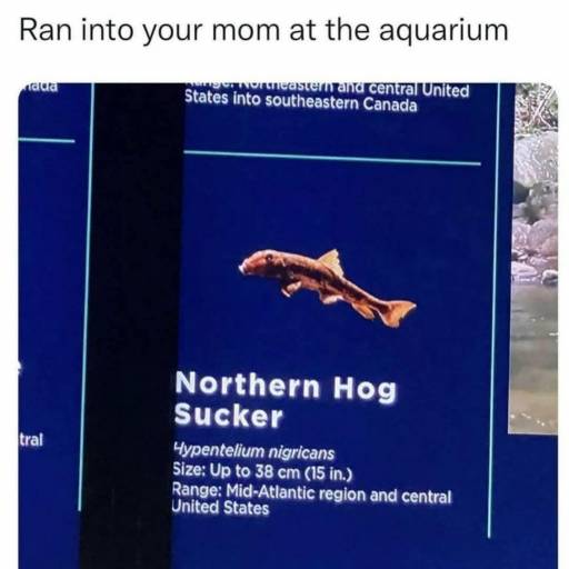 16250