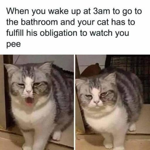 17726