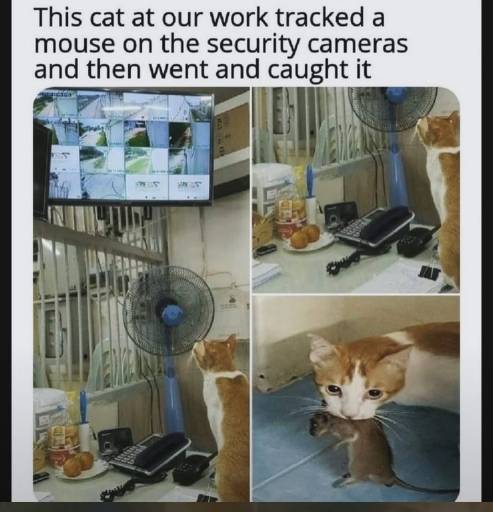 18232